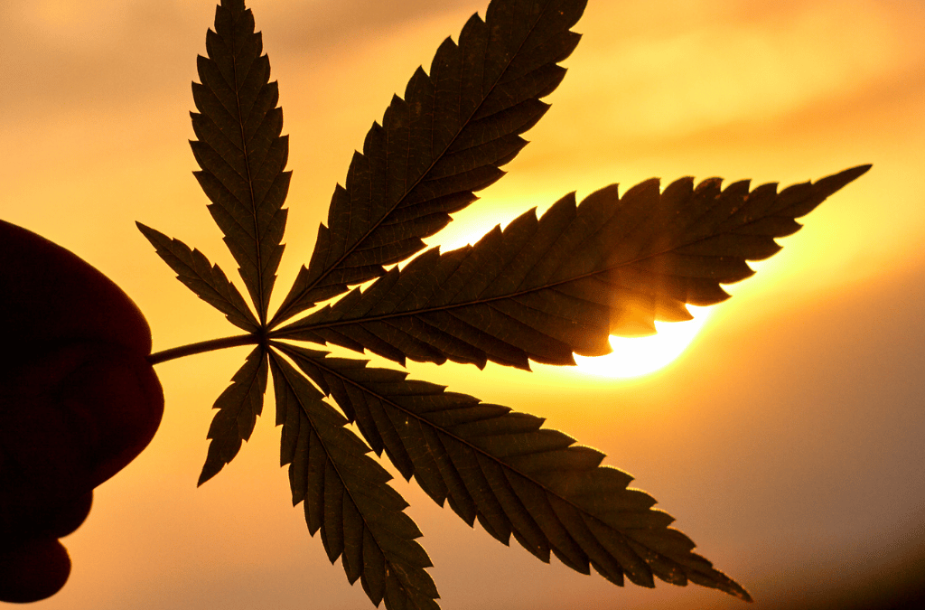 Cannabis bei Krebs und Chemotherapie