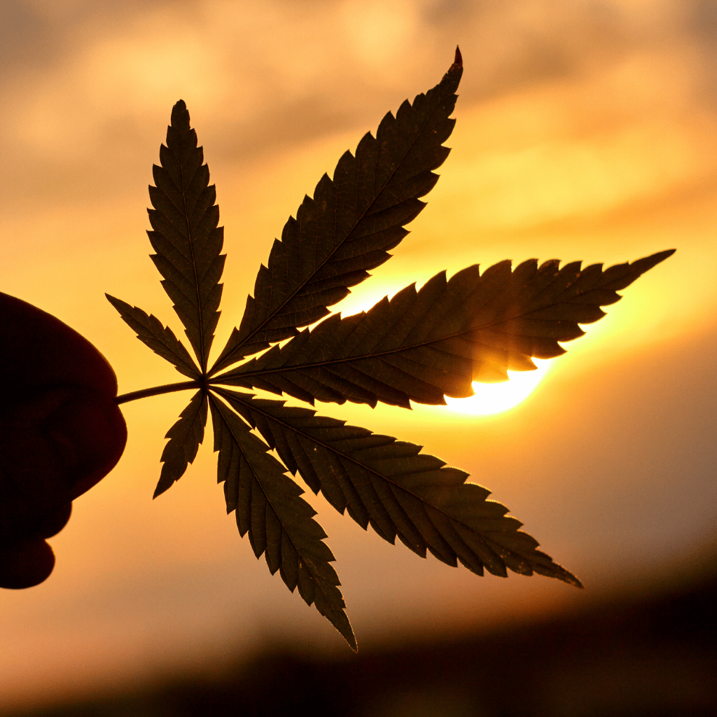 Cannabis bei Krebs und Chemotherapie