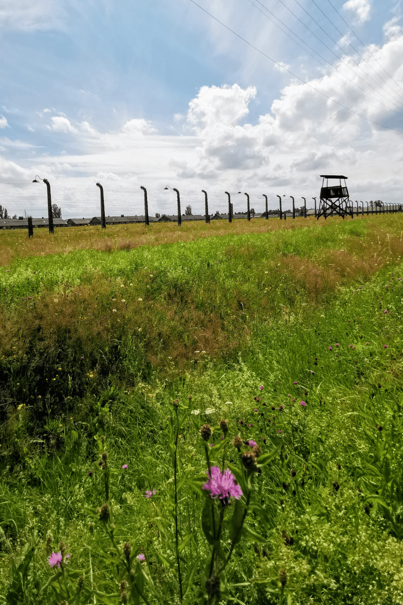 Ein Wachturm in Ausschwitz vor der verstörenden Schönheit einer Wegwarte