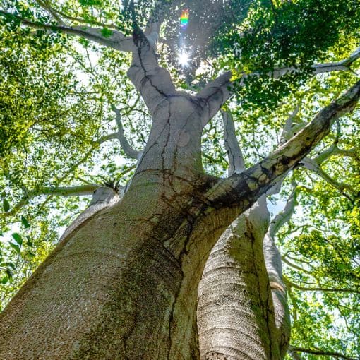 Der heilige Baum der Maya Ceiba das Weltreich der Maya