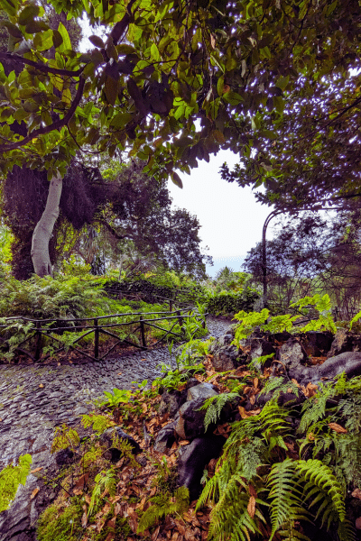 Im botanischen Garten von Madeira
