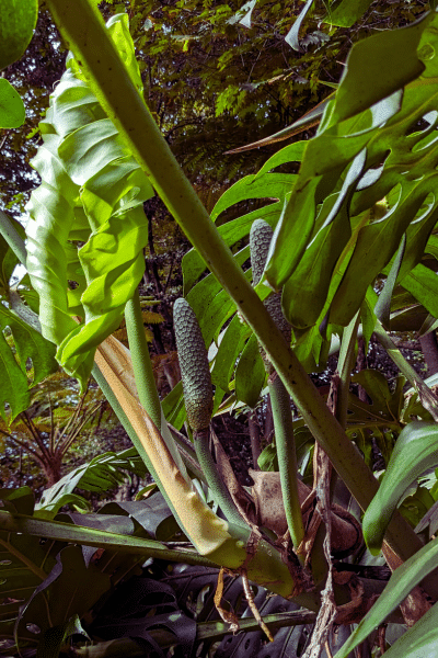 Ananasbanane die Frucht der Monstera im Jardin du Monte